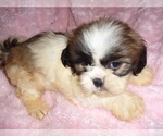 Small #2 Shih Tzu