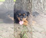 Small Photo #6 Rottweiler Puppy For Sale in PASADENA, TX, USA