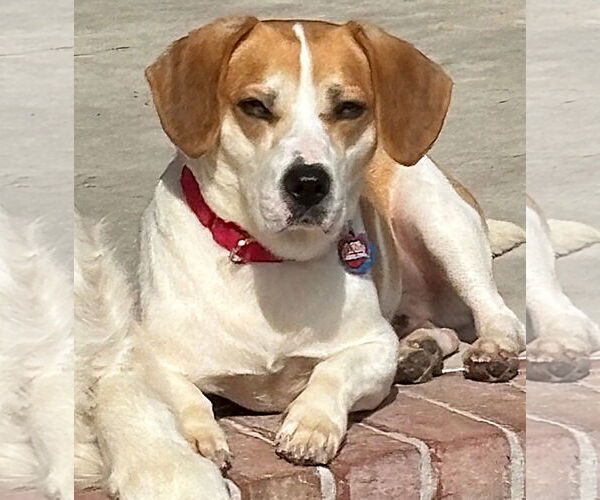 Medium Photo #10 Beagle-Unknown Mix Puppy For Sale in Dunnellon, FL, USA