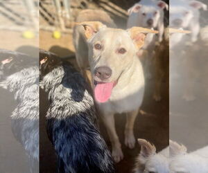 Labrador Retriever Dogs for adoption in Newport Beach, CA, USA