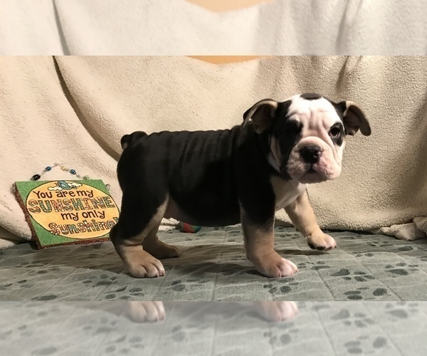 Medium Photo #18 Olde English Bulldogge Puppy For Sale in CYNTHIANA, IN, USA