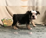 Small Photo #18 Olde English Bulldogge Puppy For Sale in CYNTHIANA, IN, USA