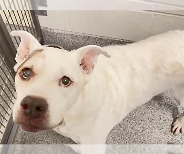 Medium Photo #2 Mutt Puppy For Sale in Houston, TX, USA