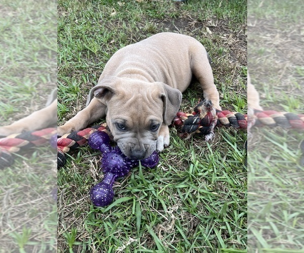 Medium Photo #6 American Bully Puppy For Sale in MYRTLE BEACH, SC, USA