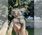 Small Photo #6 French Bulldog Puppy For Sale in ROSEMEAD, CA, USA