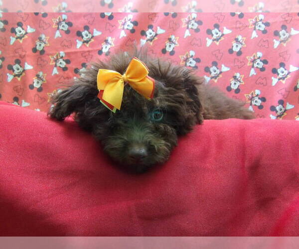 Medium Photo #6 F2 Aussiedoodle Puppy For Sale in PATERSON, NJ, USA