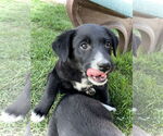 Small #3 Border Collie-Great Pyrenees Mix