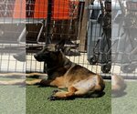 Small Photo #1  Puppy For Sale in , 
