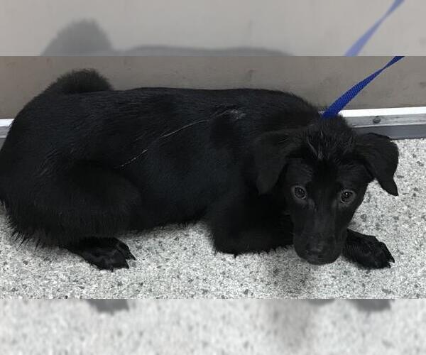 Medium Photo #1 Labrador Retriever Puppy For Sale in Conroe, TX, USA