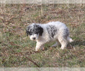 Goldendoodle Puppy for sale in CROSSVILLE, TN, USA