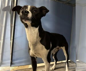 Siberian Husky-Unknown Mix Dogs for adoption in San Bernardino, CA, USA