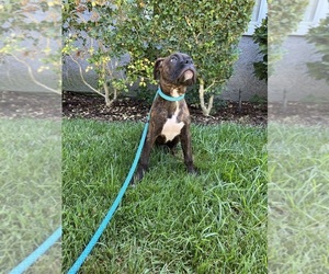 Boxer Puppy for sale in COSTA MESA, CA, USA