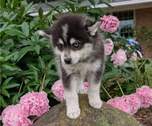 Medium Photo #6 Pomsky Puppy For Sale in GOSHEN, IN, USA