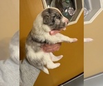 Puppy Blue Merle 2 Shetland Sheepdog
