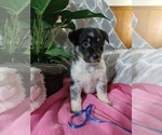 Small Photo #3 Cowboy Corgi Puppy For Sale in PEMBROKE, KY, USA