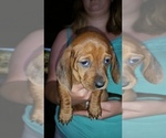 Small #8 Basschshund