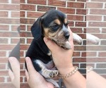 Small #22 Beagle