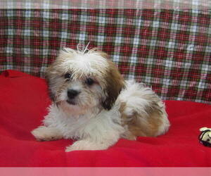 Zuchon Puppy for sale in PATERSON, NJ, USA