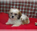 Image preview for Ad Listing. Nickname: ROY