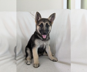 German Shepherd Dog Puppy for sale in WOODBURN, KY, USA