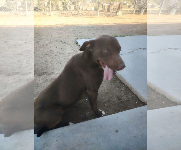 Medium Photo #2 Chocolate Labrador retriever-Unknown Mix Puppy For Sale in Apple Valley, CA, USA