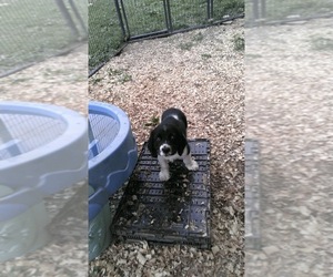 English Springer Spaniel Puppy for sale in JEANNETTE, PA, USA