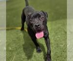 REIGN - Female Mutt Dog for Adoption - Small photo