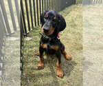 Small Photo #12 Doberman Pinscher Puppy For Sale in WARSAW, IN, USA
