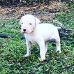 Small Photo #10 Dogo Argentino Puppy For Sale in LUTZ, FL, USA
