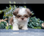 Small Photo #19 Shih Tzu Puppy For Sale in CLARE, MI, USA