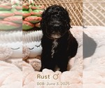 Puppy Rust Goldendoodle
