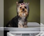 Small #4 Yorkshire Terrier