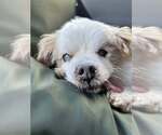 Small #1 Pekingese Mix