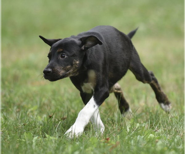 Medium Photo #4 Plott Hound-Unknown Mix Puppy For Sale in Mechanicsburg, PA, USA