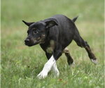 Small #3 Plott Hound Mix