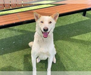 German Shepherd Dog-Unknown Mix Dogs for adoption in Orange, CA, USA