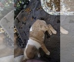Small Photo #4 French Bulldog Puppy For Sale in CHINO HILLS, CA, USA