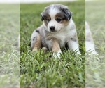 Small #2 Miniature Australian Shepherd