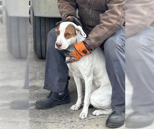 Medium Photo #1 Pointer-Unknown Mix Puppy For Sale in Houston, TX, USA