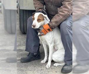 Pointer-Unknown Mix Dogs for adoption in Houston, TX, USA