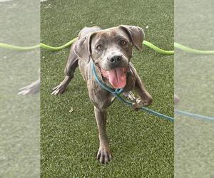 NANNY - Female Mutt Dog for Adoption - Photo #2