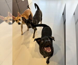 Bella - Female Mutt Dog for Adoption - Photo #3