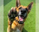 Small German Shepherd Dog