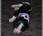 Small Photo #11 English Springer Spaniel Puppy For Sale in LITCHFIELD, MN, USA