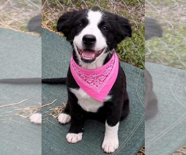 Medium Photo #1 Border Collie Puppy For Sale in Claremore, OK, USA