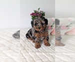 Small #7 Poodle (Miniature)