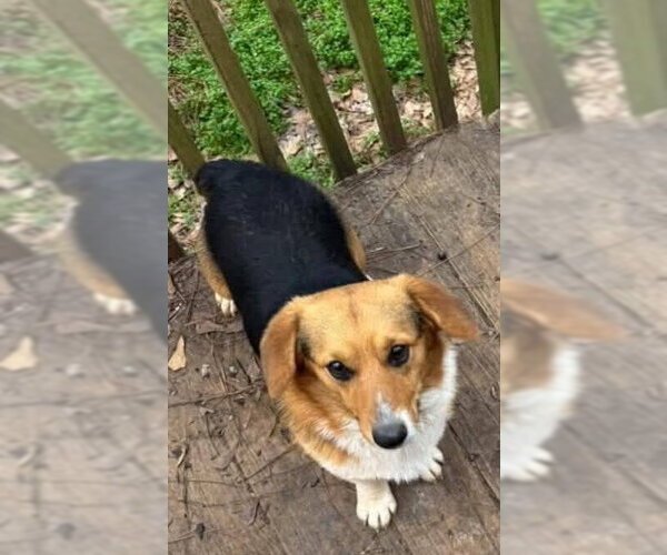 Medium Photo #2 Pembroke Welsh Corgi-Unknown Mix Puppy For Sale in New York, NY, USA