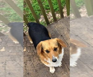 Whiskey (AL) - Male Pembroke Welsh Corgi-Unknown Mix Dog for Adoption - Photo #2