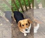 Small #1 Pembroke Welsh Corgi Mix