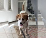 Small #2 Beagle Mix